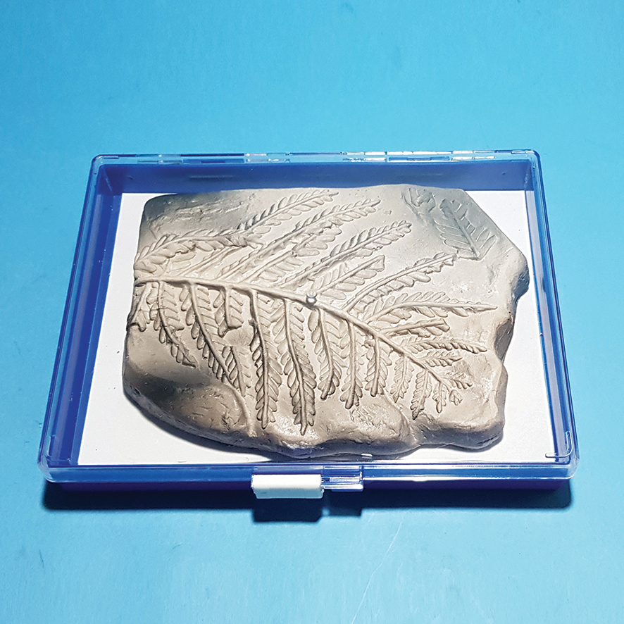 고사리 화석 모형(보관케이스 포함)