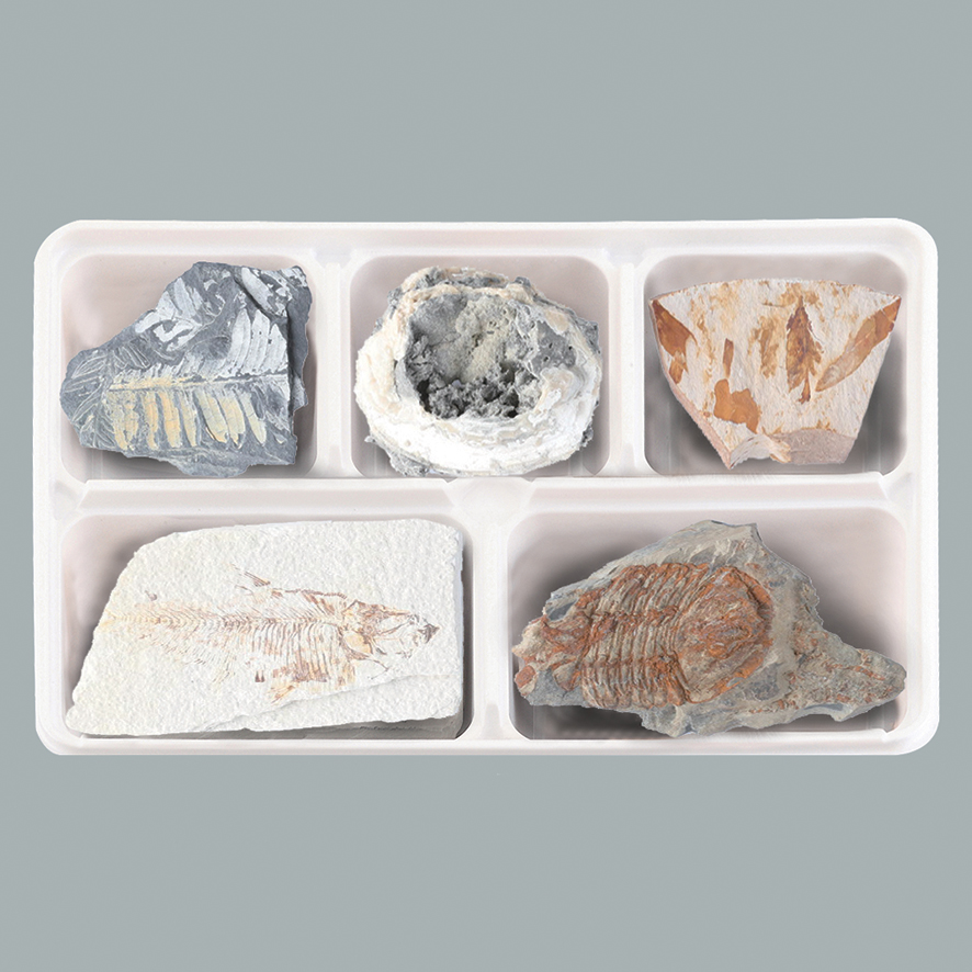 여러가지화석표본(5종세트)